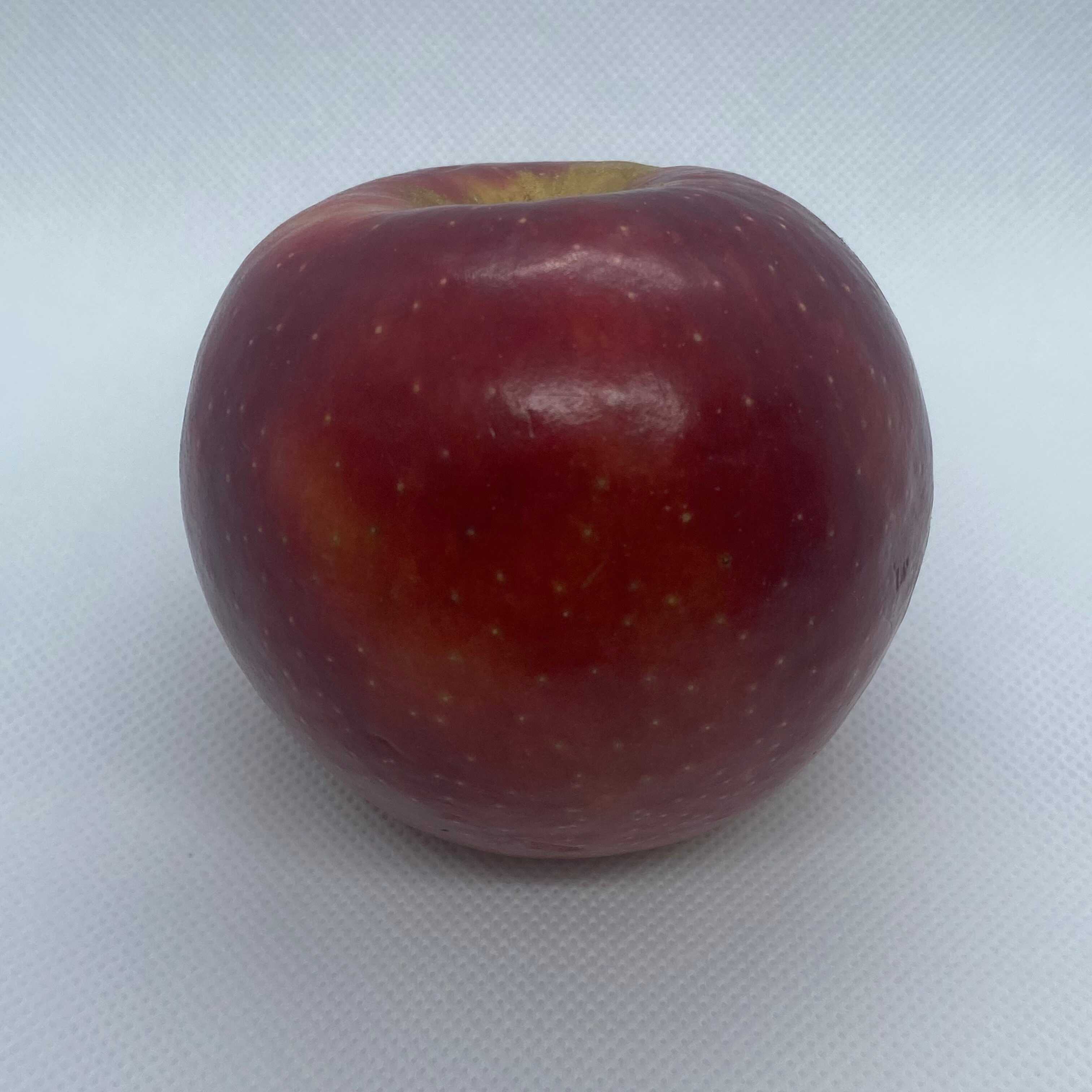 Side shot of a crisp apple