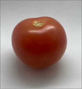 Front shot of the tomato